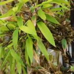 Mon bambou fleurit : Pourquoi ? Que faire ?