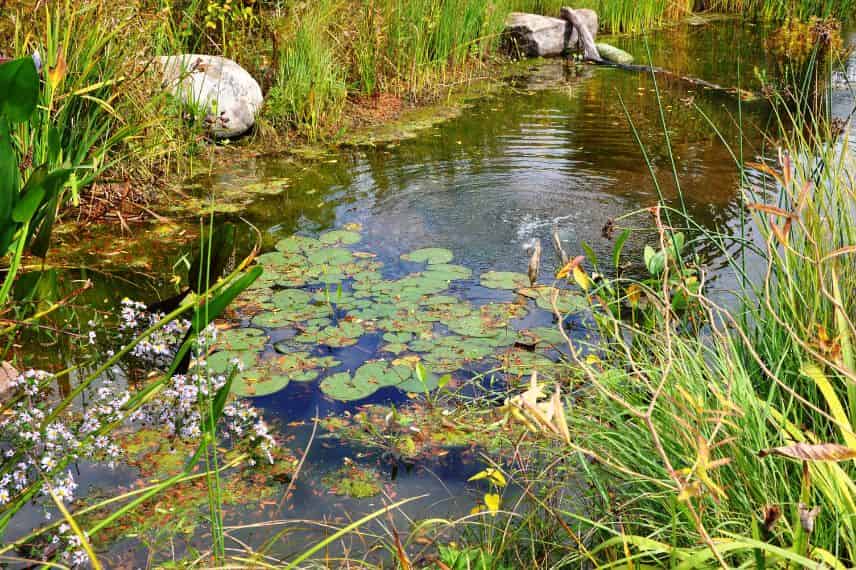photo d'un bassin ou mare naturelle
