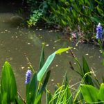Bassin et permaculture : comment intégrer l’eau dans un jardin résilient et vivant ?