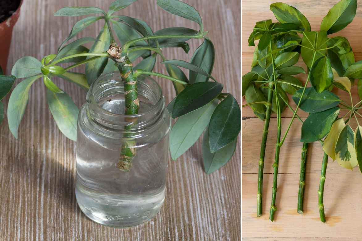 bouturer le schefflera dans l eau