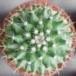 Votre cactus jaunit ? Découvrez les causes et les solutions