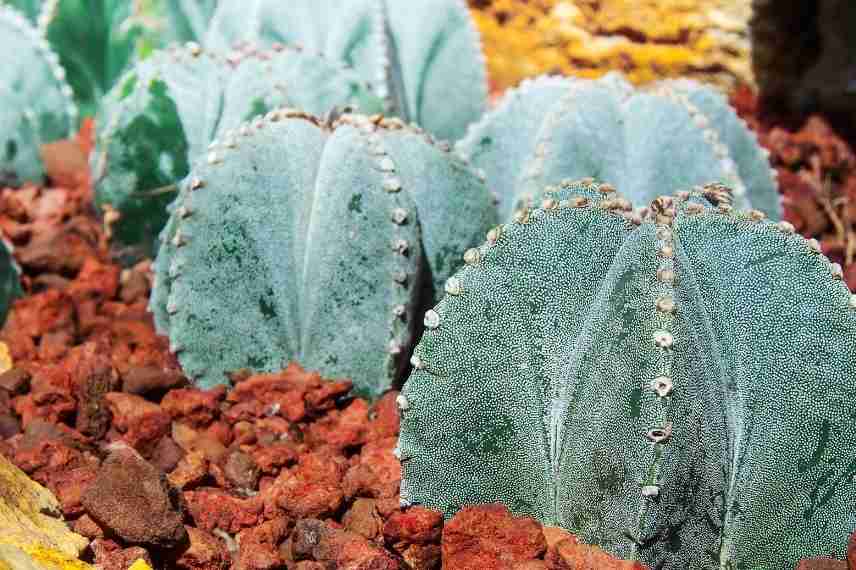 cactus sans entretien