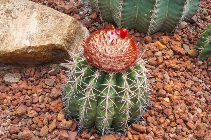 cactus sans gros entretien 