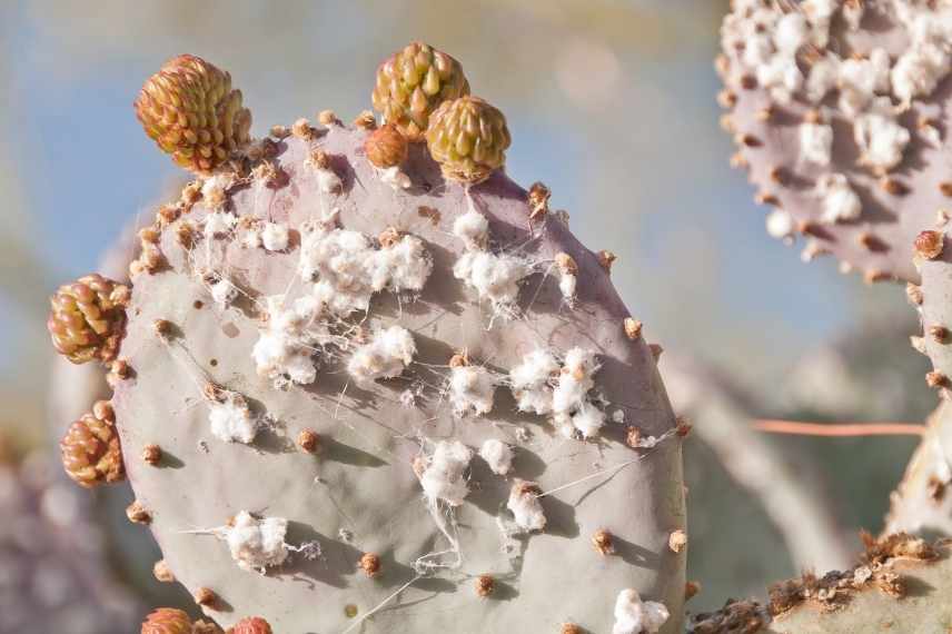 cactus qui jaunit : problème de parasites