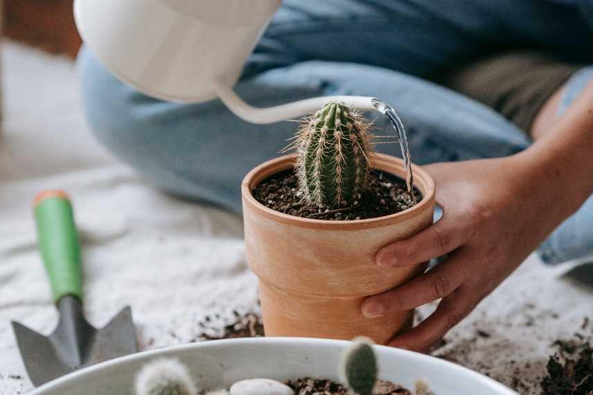 arrosage des cactus : les erreurs les plus couramment faites
