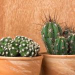 Cactus d'intérieur : les espèces les plus faciles à cultiver