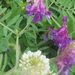 Quels engrais verts choisir selon la nature du sol et les cultures à nourrir ?