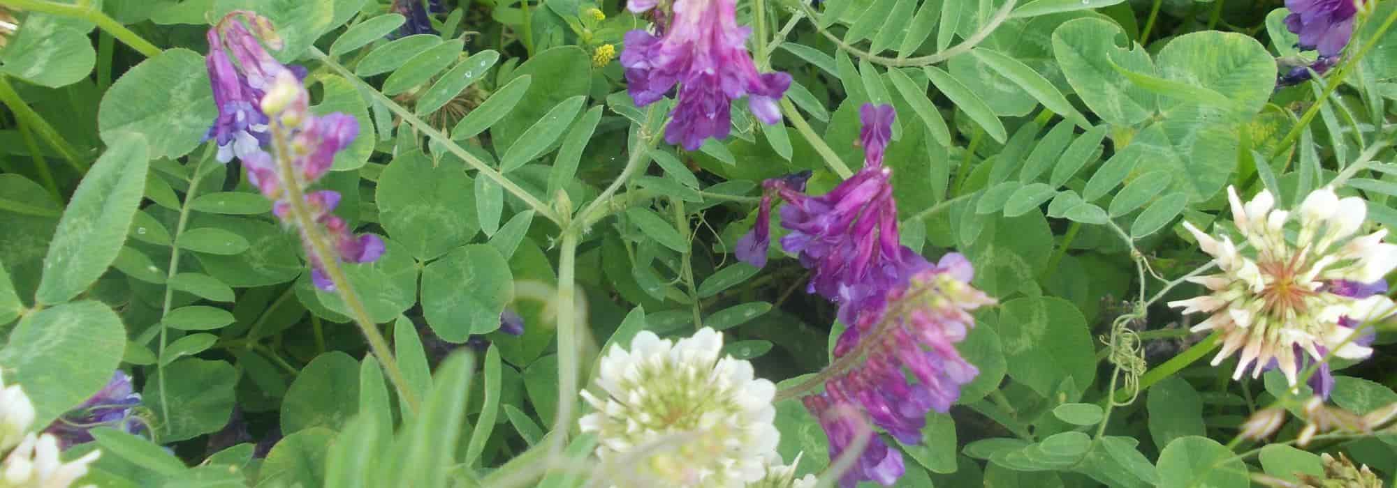 Quels engrais verts choisir selon la nature du sol et les cultures à nourrir ?