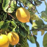 Comment cultiver le citronnier ?