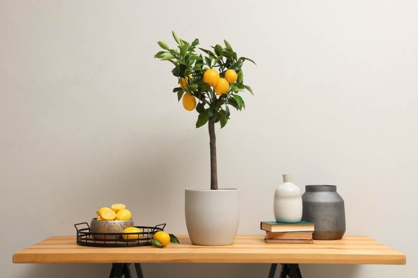 culture du citronnier en pot