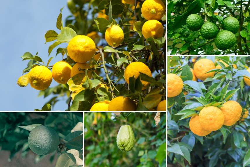 citronniers espèces