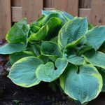 Comment diviser les hostas ?