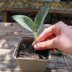 Comment réussir les boutures herbacées ?