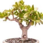 Comment tailler l’Arbre de Jade ?