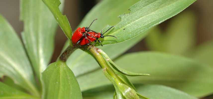 maladies bulbes plantes