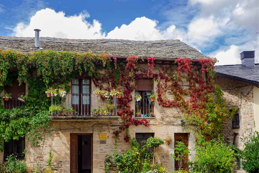 degats grimpantes sur murs de maisons