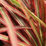 Dracaena en intérieur : maladies et parasites courants