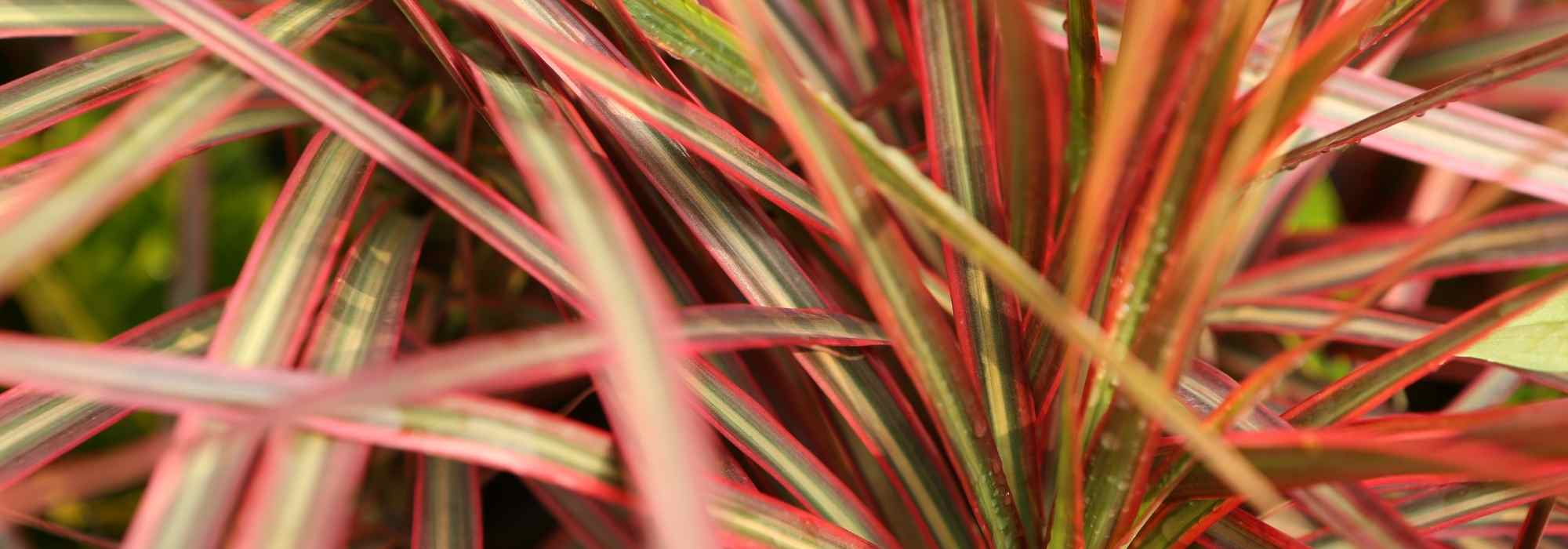 Dracaena en intérieur : maladies et parasites courants