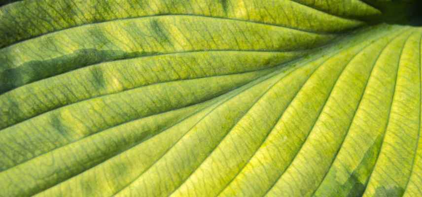 hostas jaunes varietes