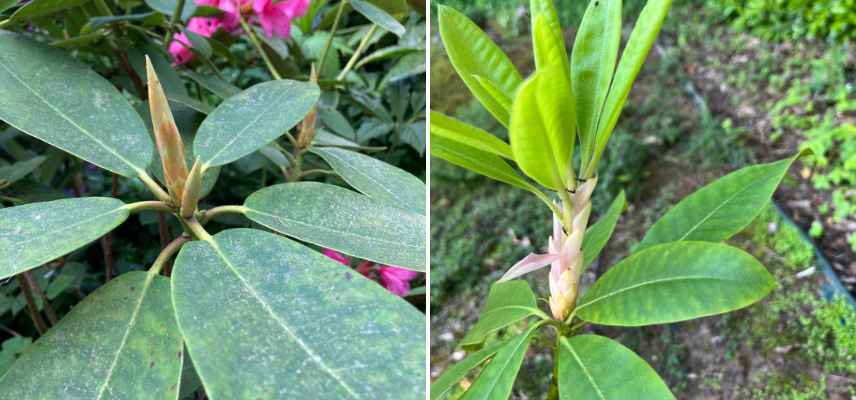 rhdodendronn n a pas fleuri