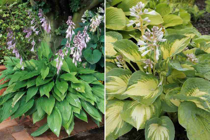 fleurs hostas