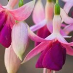 Quels fuchsias choisir pour une culture en pleine terre ?