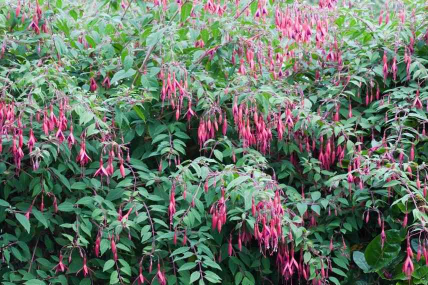 fuchsia de magellan en plein terre
