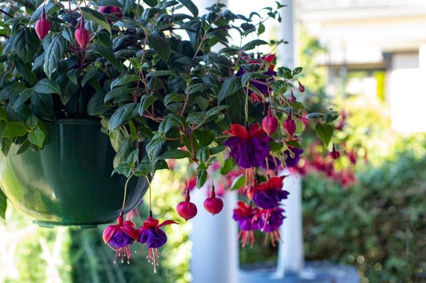 fuchsia cultivé en pleine terre