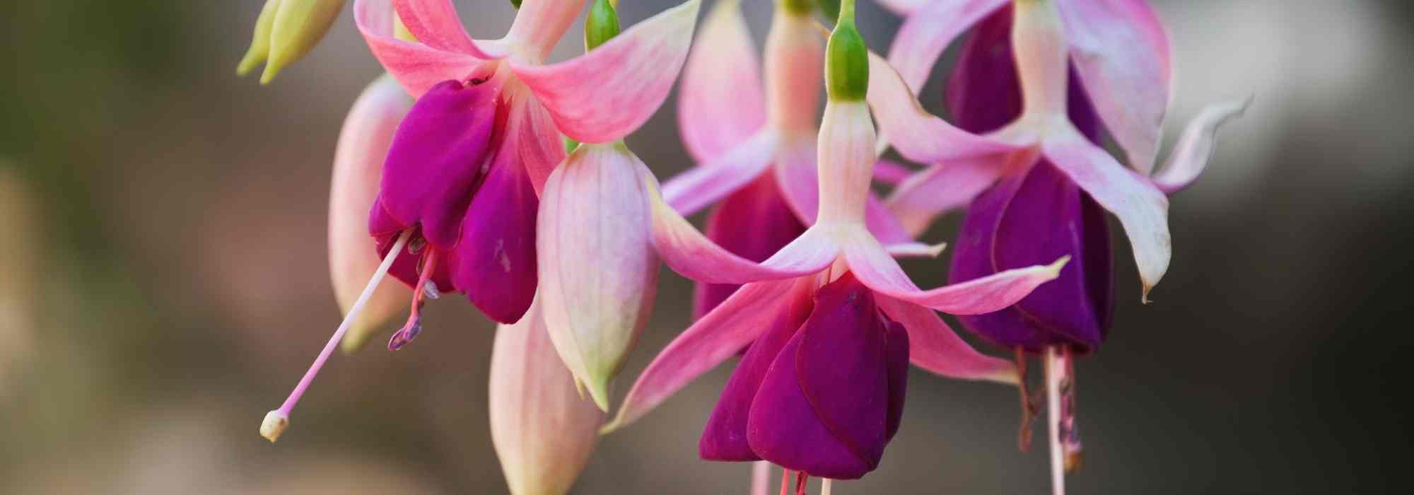 Quels fuchsias choisir pour une culture en pleine terre ?
