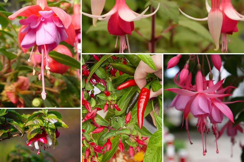 fuchsias hybrides de pleine terre