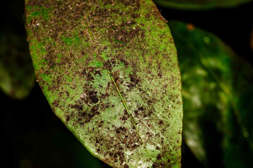 maladies kumquat fumagine 