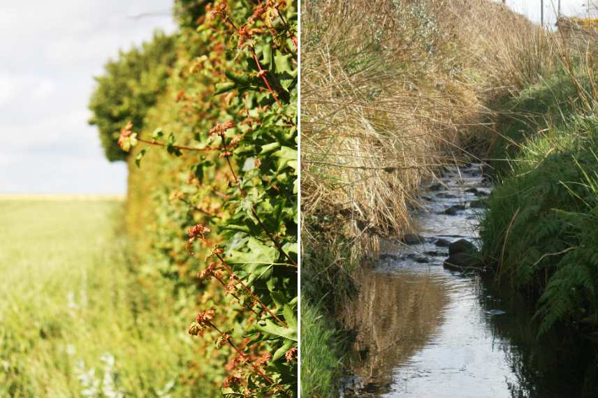 potager à proximité d'un champ : danger ?