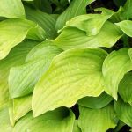 Les meilleurs Hostas à feuillage jaune ou doré pour illuminer le jardin
