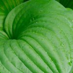 Les meilleurs Hostas à feuillage vert pour habiller le jardin