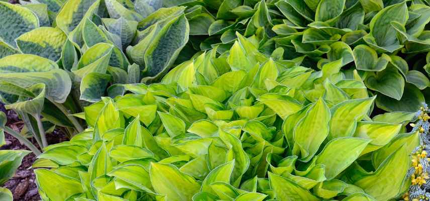 hosta dore