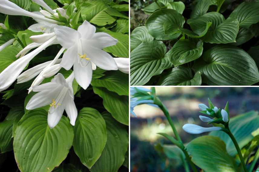 hostas feuilles vertes belle floraison
