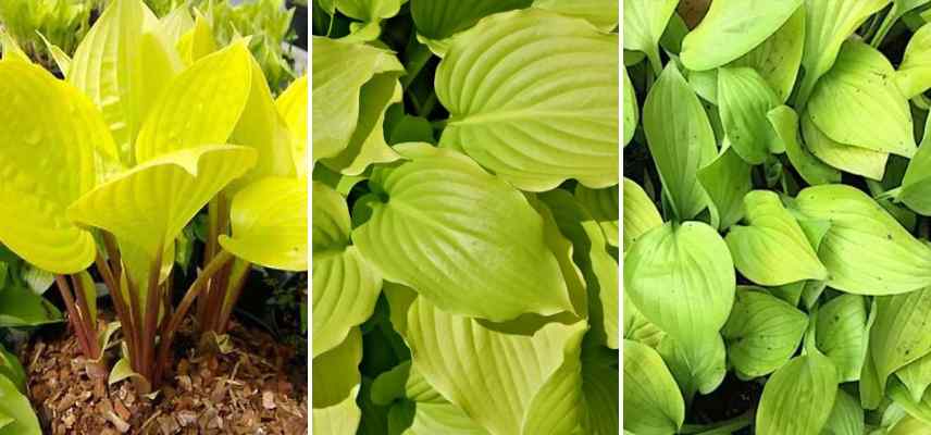 hostas intermediaires jaunes dores