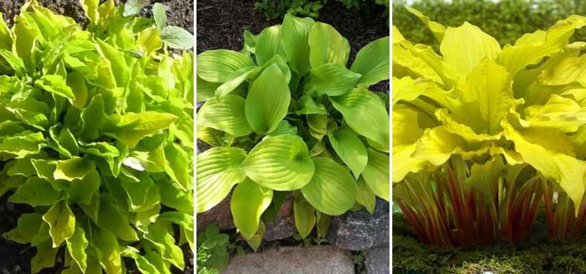 petits hostas dores