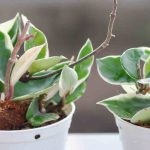 Hoya : quels sont les maladies et parasites les plus courants ?