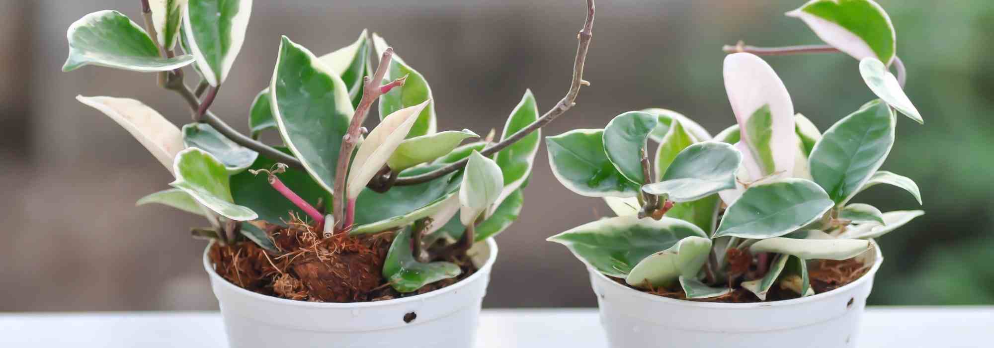 Hoya : quels sont les maladies et parasites les plus courants ?