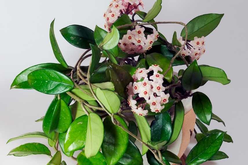 hoya bonnes pratiques 