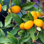 Kumquat : les maladies et ravageurs les plus fréquents
