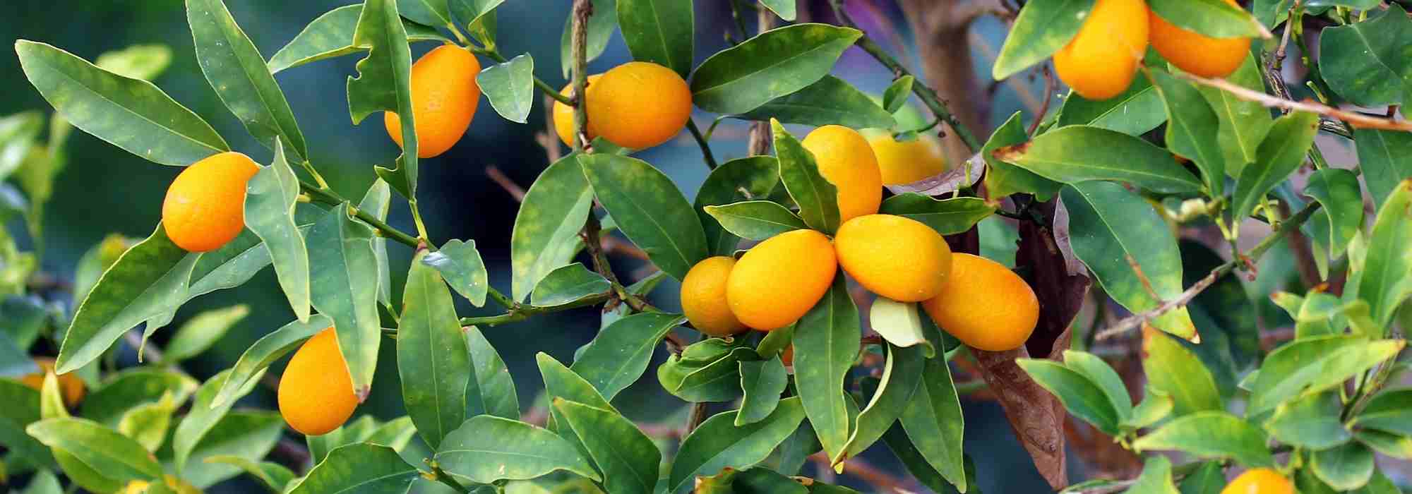 Kumquat : les maladies et ravageurs les plus fréquents