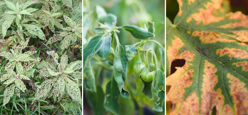 maladies frequentes plantes