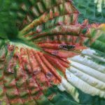 Les maladies et parasites de l'Hosta