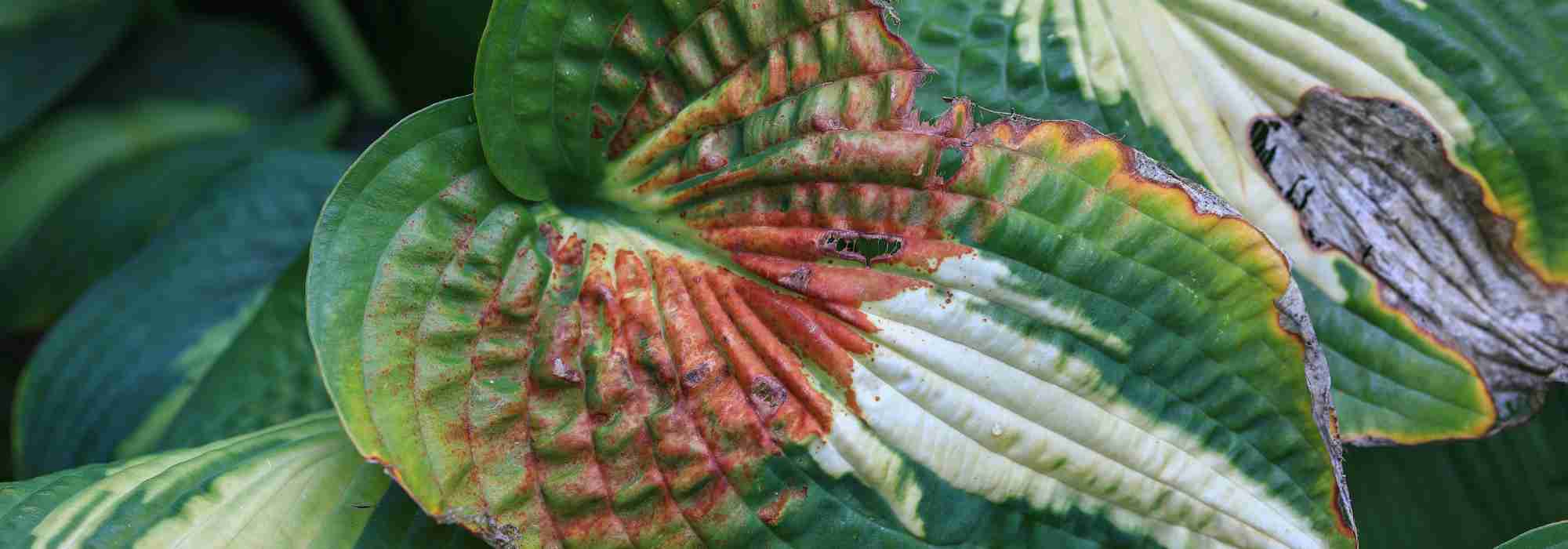 Les maladies et parasites de l'Hosta