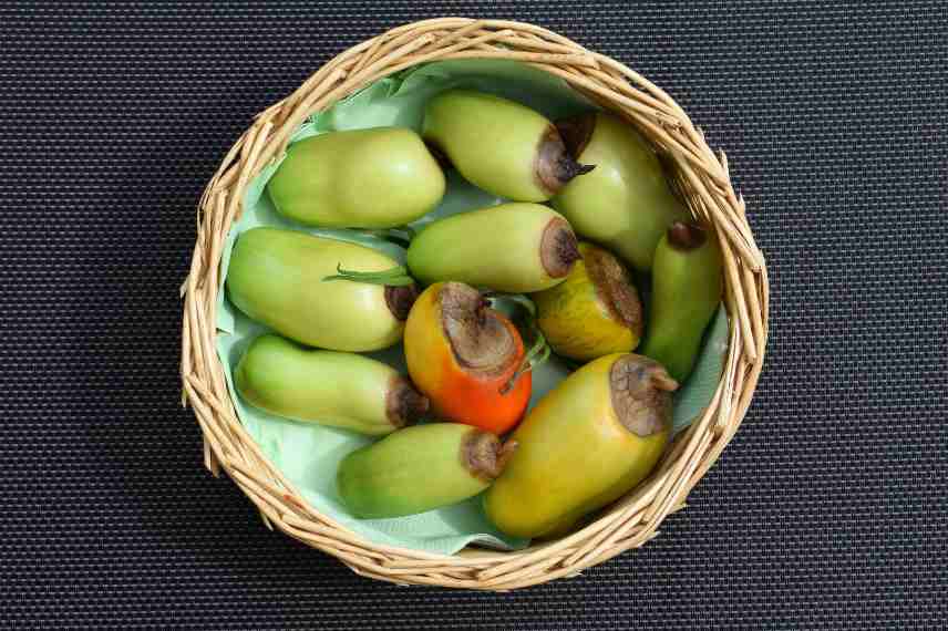 nécrose apicale des tomates : que faire 