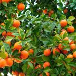 Comment cultiver un oranger en pleine terre ou en pot ?