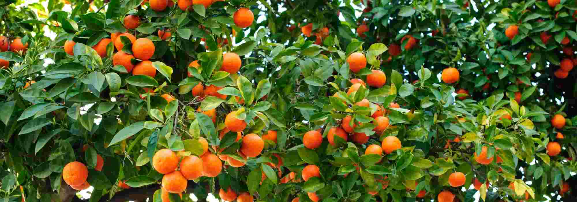 Comment cultiver un oranger en pleine terre ou en pot ?