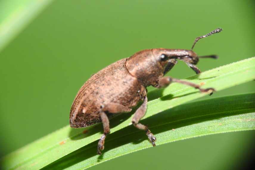 maladies et parasites hostas insectes